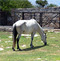 caballo blanco